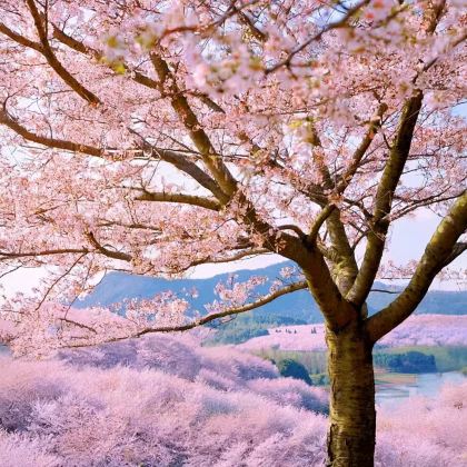 贵州贵阳+黄果树景区+梵净山+荔波+镇远+西江千户苗寨6日5晚跟团游