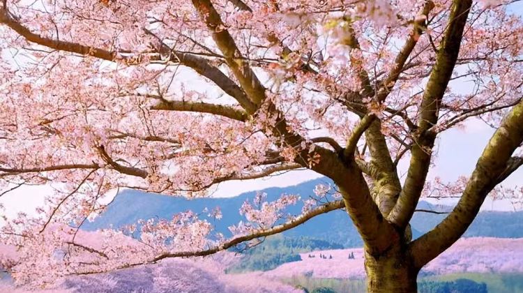 貴州貴陽+黃果樹景區+梵淨山+荔波+鎮遠+西江千戶苗寨6日5晚跟團遊·花期贈賞櫻+2+1商務大巴+金牌導遊+20人純玩團+西江入住景區+苗服體驗+專車接送機