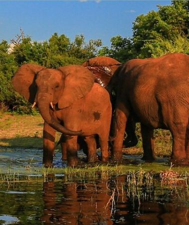 2D1N • Kruger National Park 2 Day Safari from Johannesburg
