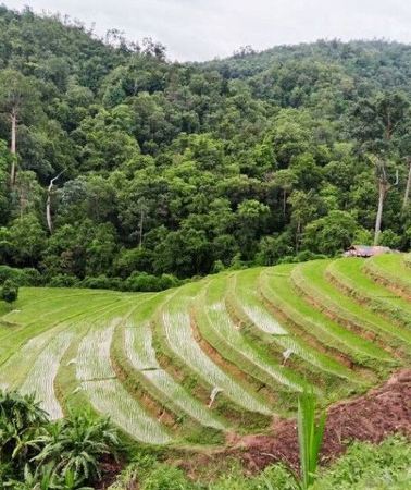 2D1N • 2 Day Chiang Mai Jungle Trek with Hill Tribes and Bamboo Rafting