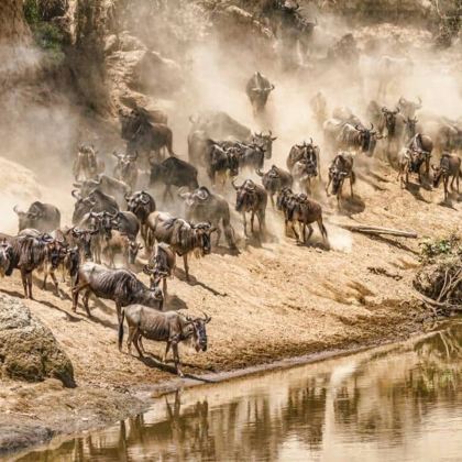 肯尼亚内罗毕+安博塞利+马赛马拉国家公园+奈瓦沙+纳库鲁8日7晚拼小团