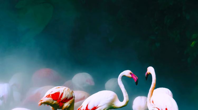 5-Day Guangzhou Group Tours: Guangzhou Chimelong Tourist Resort