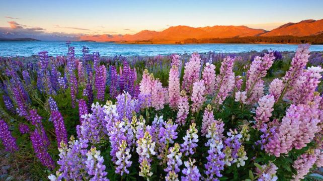 <8天>【16人奔驰团 皇后镇连住3晚】新西兰南岛·5晚4钻酒店+奔驰用车、含天空缆车+TSS蒸汽船+野生动物之旅、含BBQ午餐+啤酒厂两道式、库克山+瓦纳卡湖+蒂卡波湖+箭镇+格林诺奇