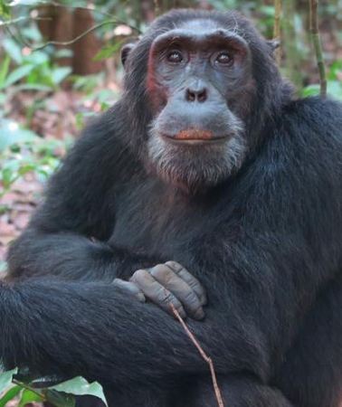 2D1N • 2 Days Chimpazee Safari In kibale Forest Park Uganda.