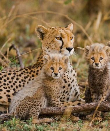 4D3N • 4-Day Mixed Experience: Tarangire, Serengeti & Ngorongoro