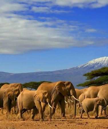 2D1N • Overnight Amboseli National Park Safari from Nairobi