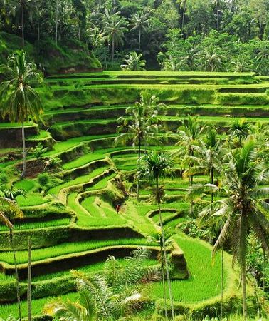 2D1N • Discover Ubud: 2 Days Ubud Private Tour