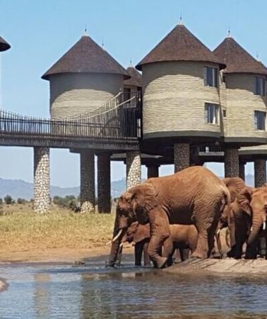 2D1N • Saltlick Safari Lodge: 2 Day Safari at Taita Hill Sanctuary