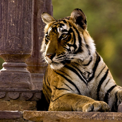 新德里+阿格拉+斋浦尔+伦腾博尔国家公园9日8晚私家团