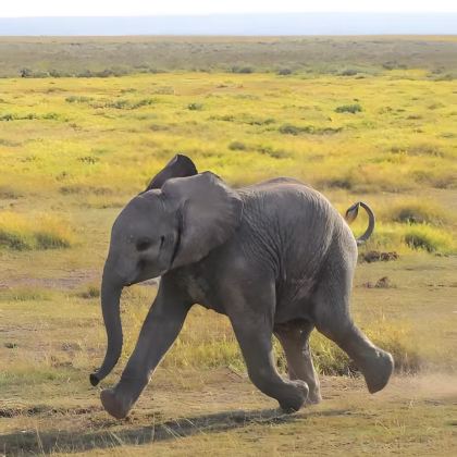 肯尼亚+坦桑尼亚14日13晚私家团