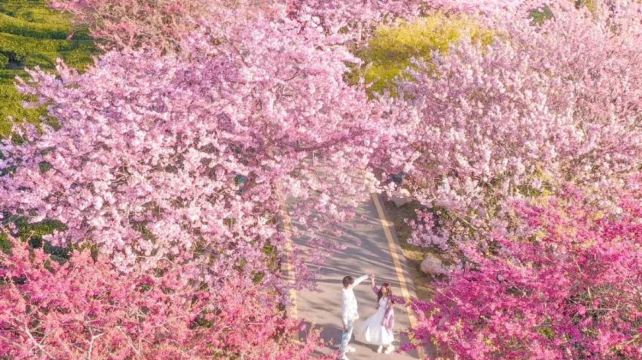 貴州貴陽+黃果樹景區+梵淨山+荔波+鎮遠+西江千戶苗寨6日5晚跟團遊·花期贈賞櫻+2+1商務大巴+金牌導遊+20人純玩團+西江入住景區+苗服體驗+專車接送機