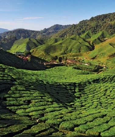 3D2N • 2-Nights Cameron Highlands Discovery from Penang to Kuala Lumpur