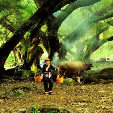 霞浦+北岐滩涂+杨家溪+榕枫公园+半月里+花竹村4日3晚私家团