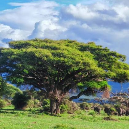 肯尼亚+马赛马拉国家保护区+甜水野生动物保护区+肯尼亚山动物孤儿院+蒙内铁路+安波塞利国家公园+奈瓦沙湖12日跟团游