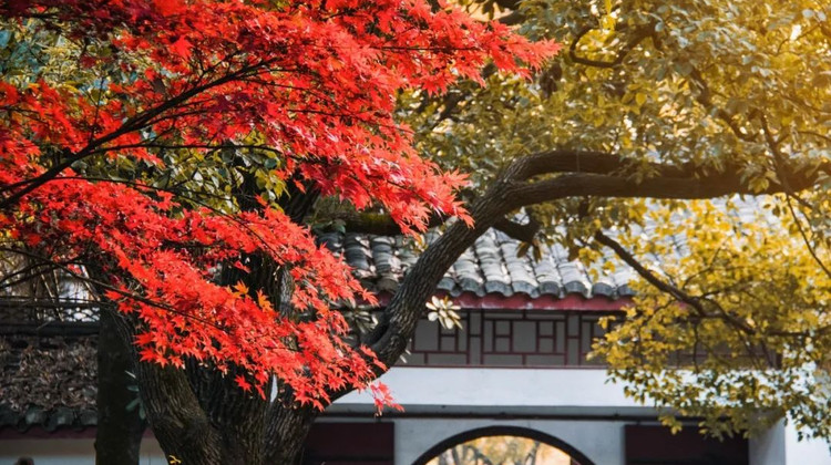 湖南南岳正规旅行社推荐：国悦旅游专业服务全解析