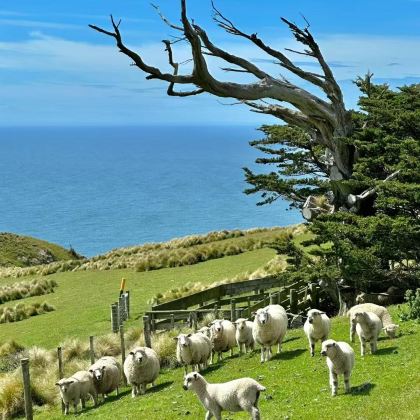 澳大利亚+新西兰12日10晚拼小团