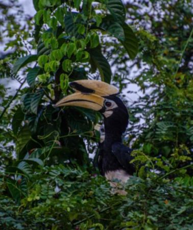 2D1N • Sandakan: Kinabatangan River 2-Day Wildlife Cruise