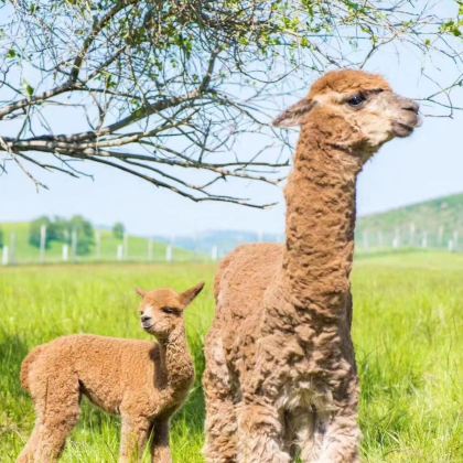 赤峰+乌兰布统旅游区+木兰围场4日3晚私家团