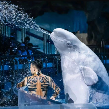 大连+老虎滩海洋公园+棒棰岛+星海广场2日1晚跟团游