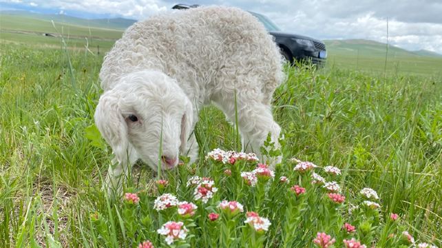 呼倫貝爾、海拉爾市+19