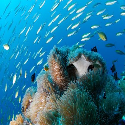 澳大利亚悉尼+凯恩斯+大堡礁+库兰达12日9晚拼小团