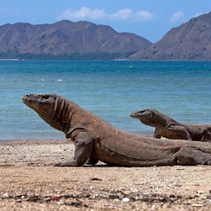 印度尼西亚巴厘岛+科莫多6日5晚私家团