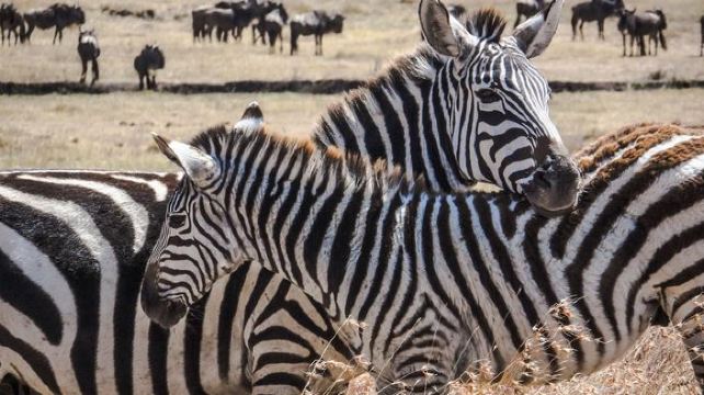 9-Day Kenya Camping Safari from Nairobi·Samburu National Reserve | Lake Nakuru National Park | Masai Mara