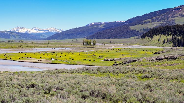 4-Day Yellowstone National Park Small Group Tour from Salt Lake City · Jackson, Grand Teton and Yellowstone Bear World