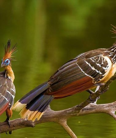 4D3N • 4 Day Manu Jungle Tour: Amazon Wildlife Experience from Cusco