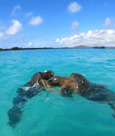 4D3N • Santa Cruz: 4-Day Snorkel, Tintoreras, Pinzón & Fishing