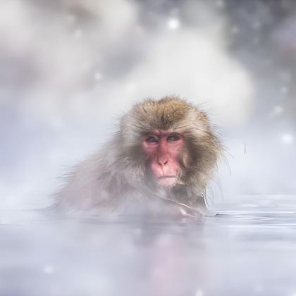 日本名古屋+金泽+白川村+高山市+长野市+轻井泽町+户隐神社8日7晚私家团