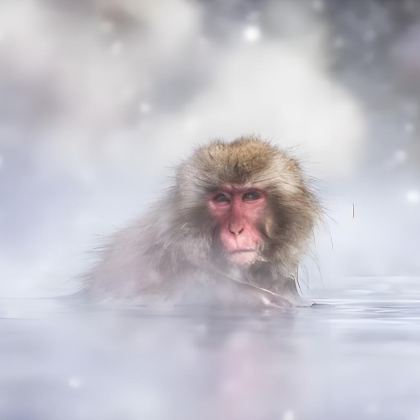 日本名古屋+金泽+白川村+高山市+长野市+轻井泽町+户隐神社8日7晚私家团