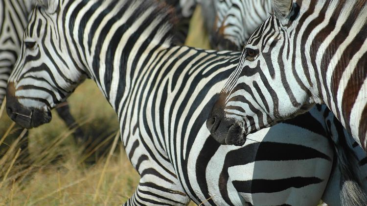 13-Day Cape Town to Victoria Falls Tour·Included Internal Flight, Soweto Bike Tour & Full-Day Kruger Safari