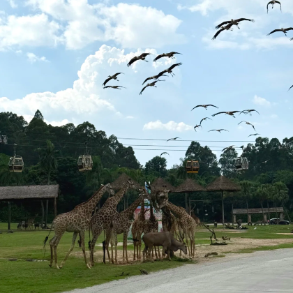 广州+珠海长隆度假区+澳门+香港6日5晚私家团