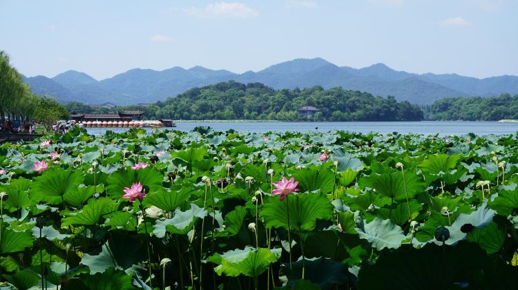 6D5N · Private Tours · Shanghai + Hangzhou +  Suzhou + Wuzhen  Click Custom Itinerary for Consultation . The itinerary is adjustable. Hotels can be replaced or excluded.
