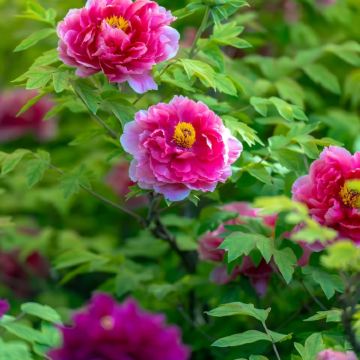 郑州+开封+洛阳+只有河南·戏剧幻城6日5晚私家团