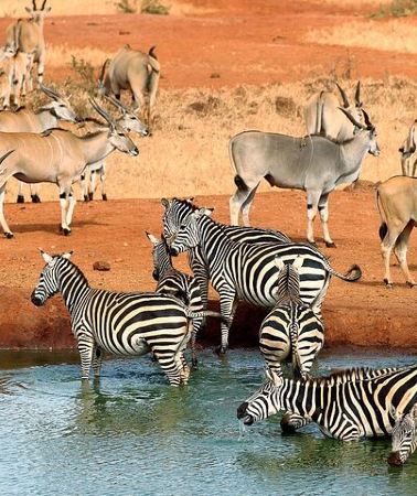 5D4N • 5days Tour Tsavo East & west, Amboseli from Mombasa / Nairobi
