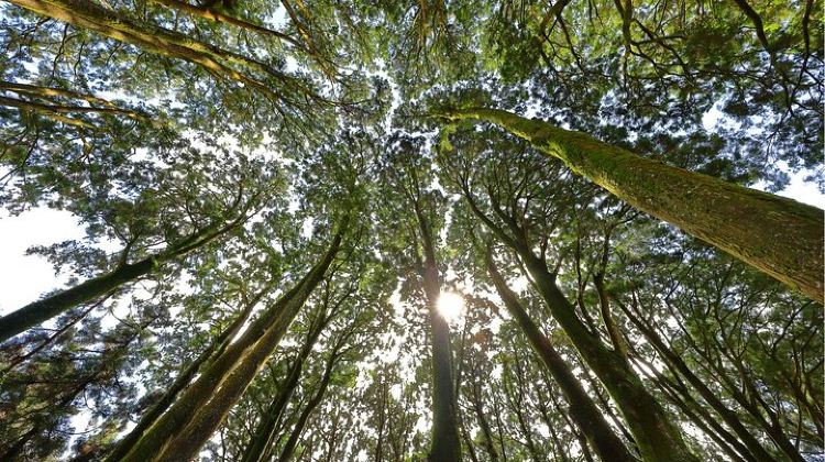 2D1N · Group Tours · Alishan 2Day Shared Tour from Taipei
