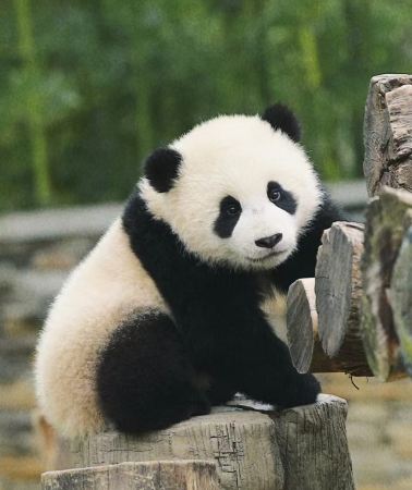 5D4N • Jiuzhaigou + Songpan + Panda Base + Check in at InterContinental Resort Jiuzhai Paradise: English-Speaking Guide & Park Admission and Shuttle Bus Included 