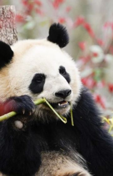 成都+重庆+三星堆博物馆4日3晚拼小团图片