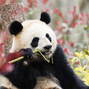 重庆+成都+武隆区+九寨沟+三星堆博物馆+峨眉山+乐山大佛9日8晚拼小团