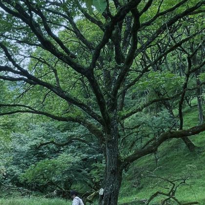 雅安牛背山2日1晚跟团游