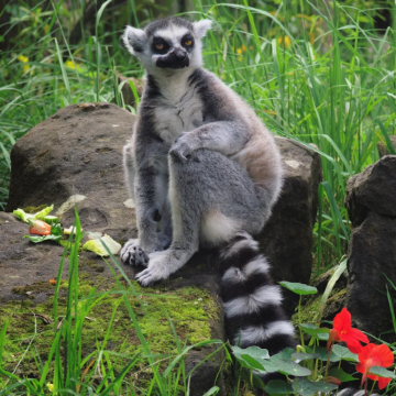 马达加斯加7日6晚私家团