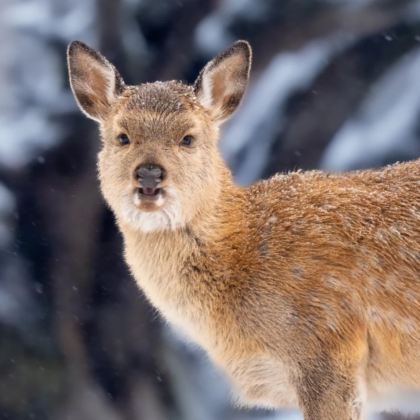 吉林长白山景区+延吉6日5晚跟团游