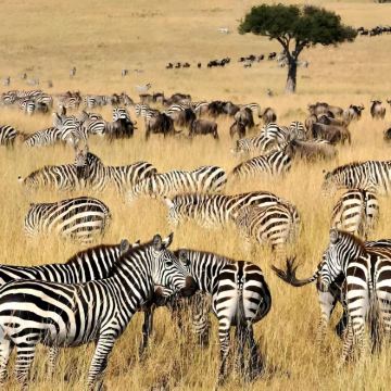 肯尼亚10日8晚拼小团