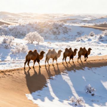 呼和浩特+响沙湾+辉腾锡勒草原+乌兰哈达火山地质公园5日4晚私家团