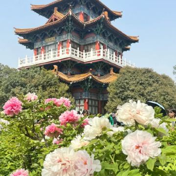 河南洛阳+龙门石窟+少林寺+老君山景区5日4晚私家团