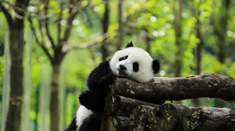 8-day 7-night · Private Tour · Chengdu + Jiuzhaigou + Bipenggou + Dujiangyan