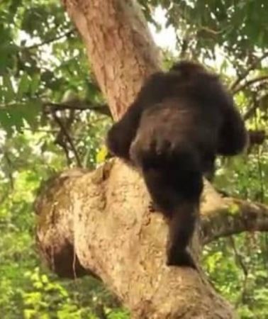3D2N • From Kampala: 3-Day Murchison Falls Safari & Chimpanzee Trek