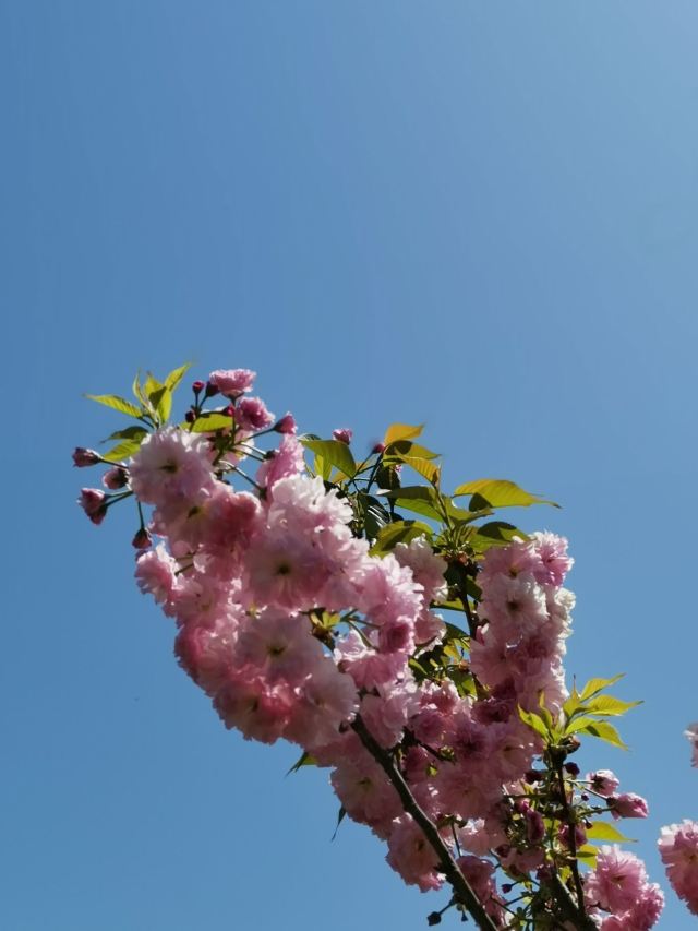 上海南汇桃花村旅行图片 6